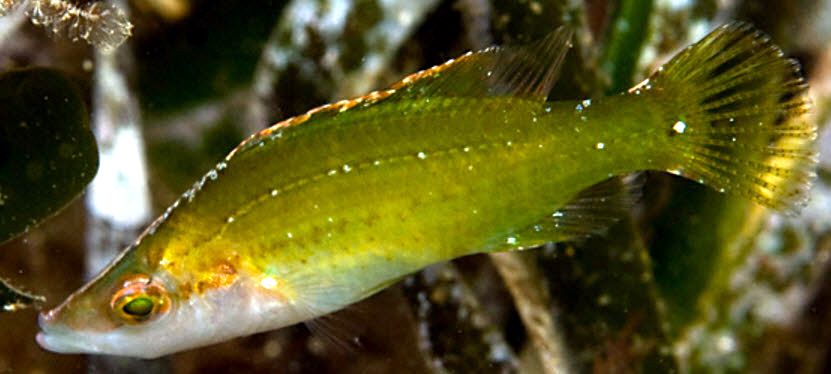 Symphodus rostratus_005